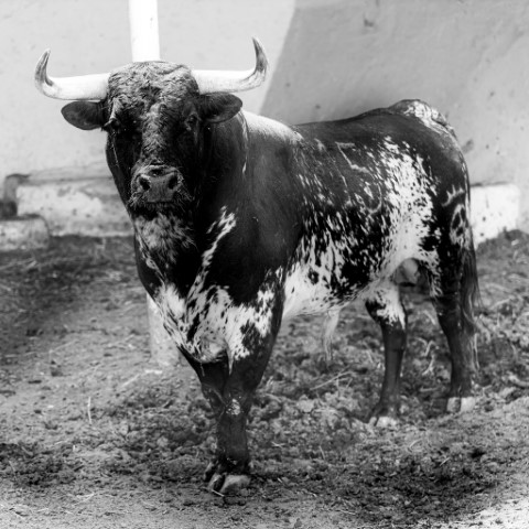 Conoce los Toros de la Ganadería de Las Huertas