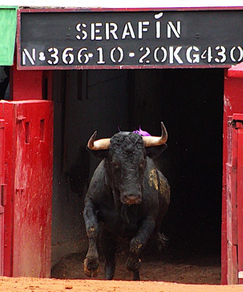 Segunda Novillada de Triunfadores