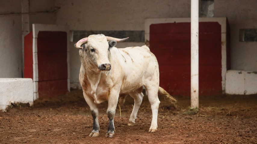 Reseña Novillada Ganadería Atlanga