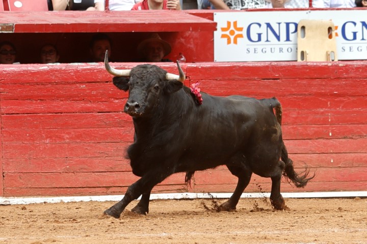 Primera Novillada de Triunfadores