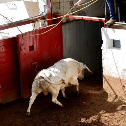 Sorteo Novillos de Atlanga y cuadrillas para esta tarde