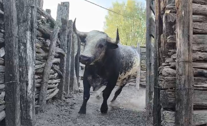 Desembarque Novillos La Playa