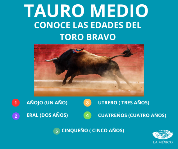 Tauro Medio Las Edades del Toro Bravo.